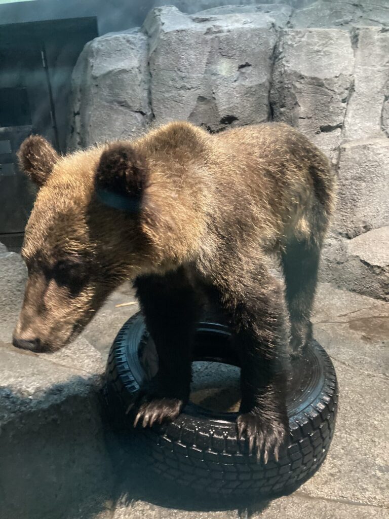 動物園のヒグマ