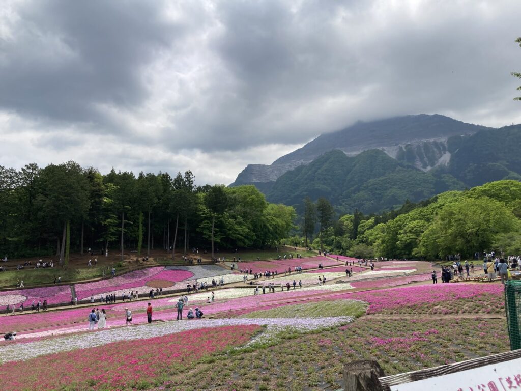 秩父の芝桜と武甲山
