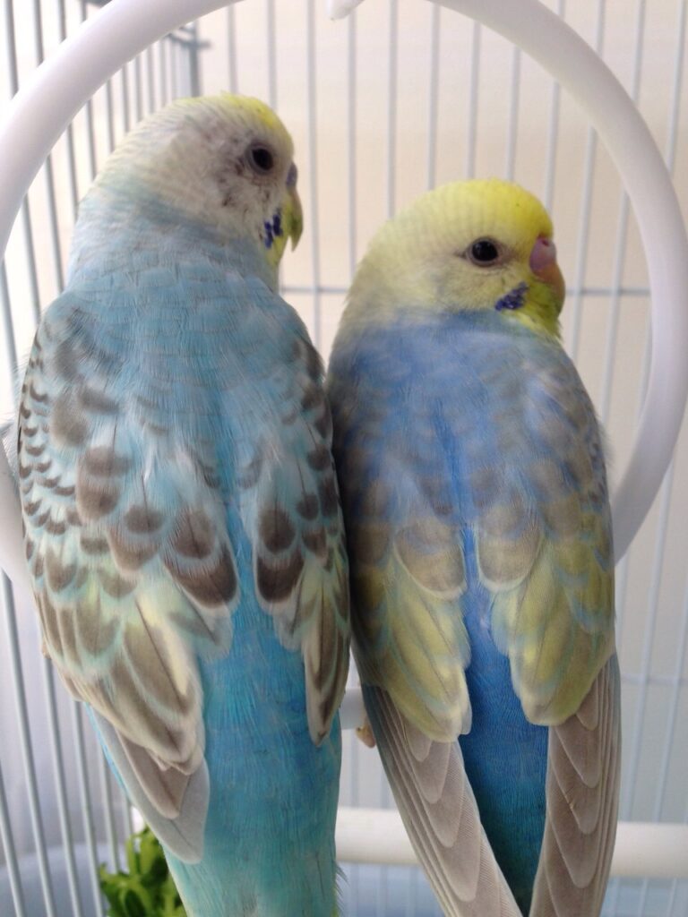 インコのそらちゃんとひなぼう